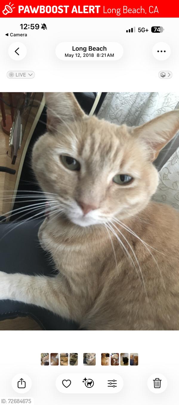 Lost Female Cat last seen Studebaker, Long Beach, CA 90815