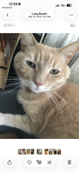 Lost Female Cat last seen Studebaker, Long Beach, CA 90815