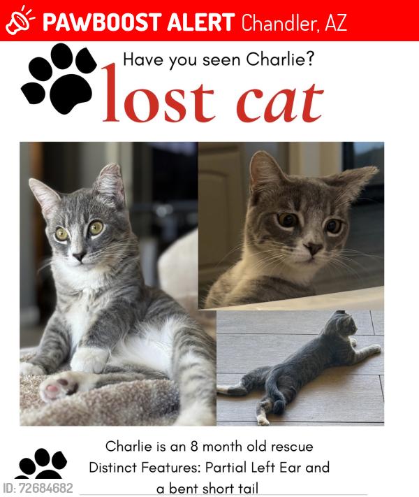 Lost Male Cat last seen Gilbert Rd and E Frye Rd , Chandler, AZ 85225