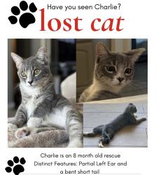 Lost Male Cat last seen Gilbert Rd and E Frye Rd , Chandler, AZ 85225