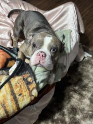 Lost Male Dog last seen Reginald rd, Fort Worth, TX 76112