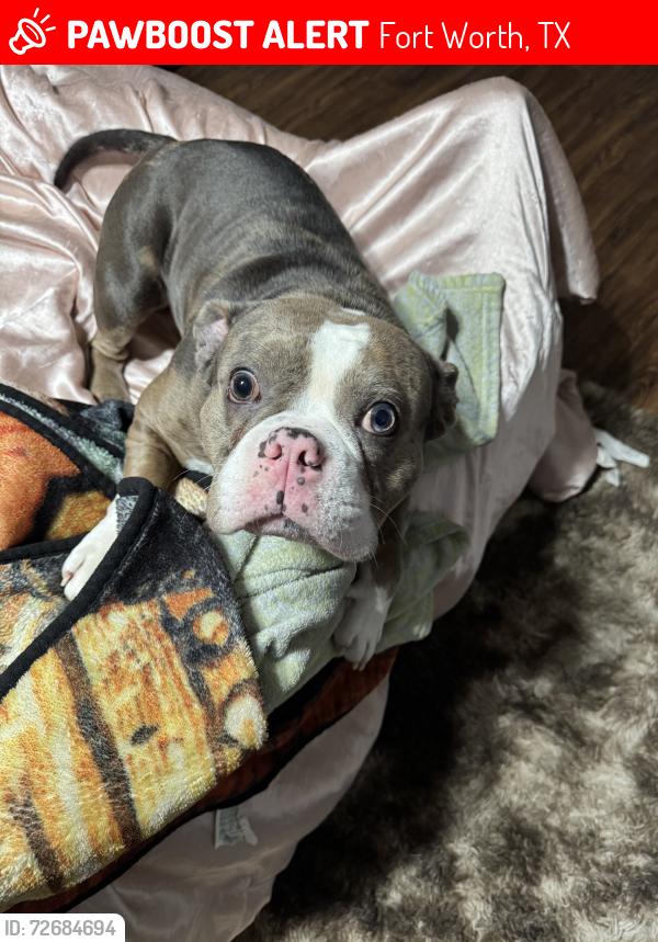 Lost Male Dog last seen Reginald rd, Fort Worth, TX 76112