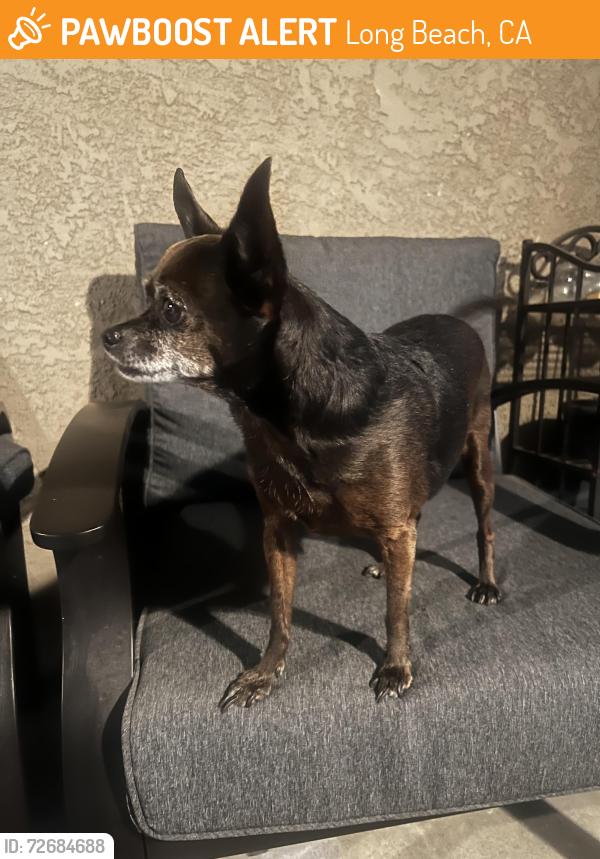 Found/Stray Male Dog last seen san antonio and orange , Long Beach, CA 90805