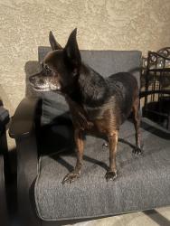 Found/Stray Male Dog last seen san antonio and orange , Long Beach, CA 90805
