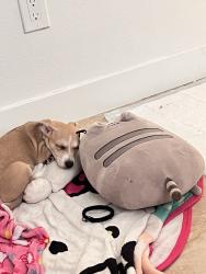 Lost Female Dog last seen Peoria, Phoenix, AZ 85029