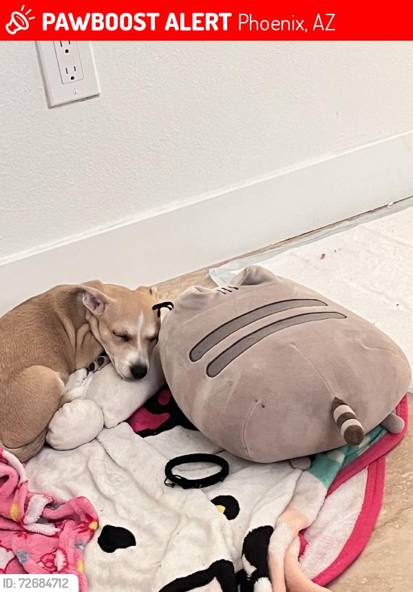 Lost Female Dog last seen Peoria, Phoenix, AZ 85029