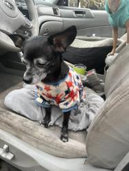 Lost Female Dog last seen Riverwood drive, Dunthorpe, OR 97219