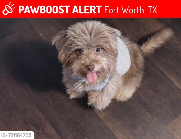 Lost Female Dog last seen Randol mill rd and meadowbrook blvd , Fort Worth, TX 76120
