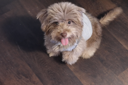 Lost Female Dog last seen Randol mill rd and meadowbrook blvd , Fort Worth, TX 76120
