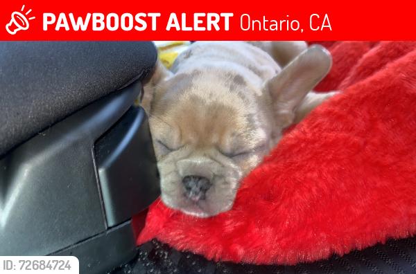 Lost Female Dog last seen Avante apmts , Ontario, CA 91764