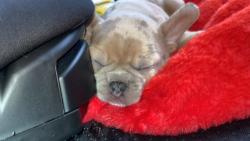 Lost Female Dog last seen Avante apmts , Ontario, CA 91764