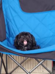 Lost Female Dog last seen Reno, Yukon, OK 73099