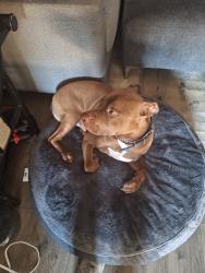 Lost Male Dog last seen Forest park ave, Woodlawn, MD 21229