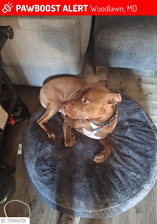 Lost Male Dog last seen Forest park ave, Woodlawn, MD 21229