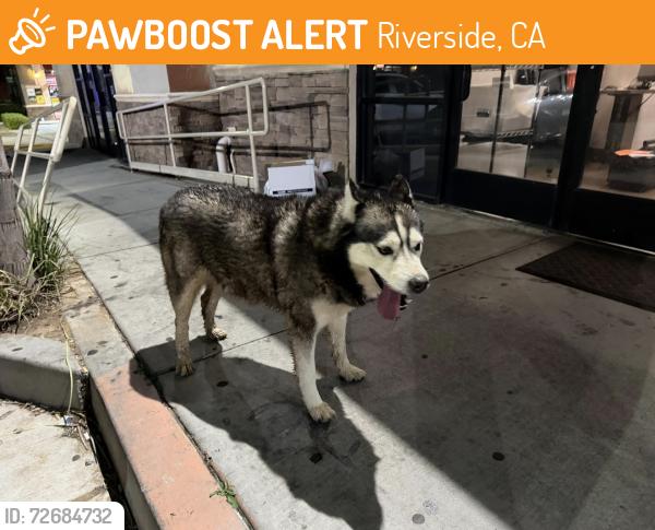 Found/Stray Unknown Dog last seen Near Arlington st riverside, Riverside, CA 92503