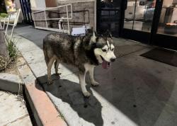 Found/Stray Unknown Dog last seen Near Arlington st riverside, Riverside, CA 92503