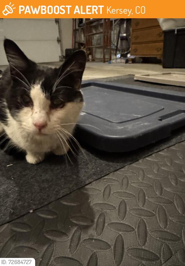 Found/Stray Male Cat last seen Cr 49 between there and Kersey , Kersey, CO 80644