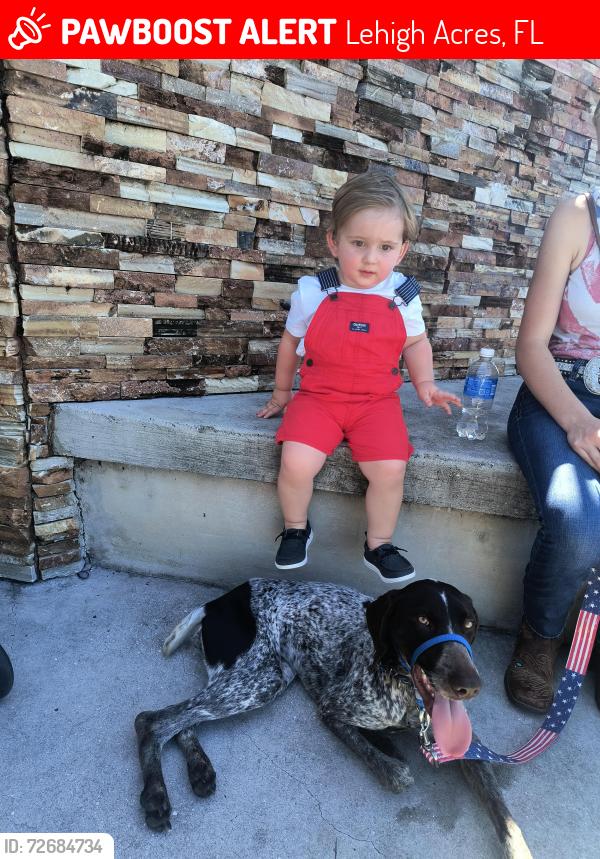 Lost Female Dog last seen Alvin ave , Lehigh Acres, FL 33913