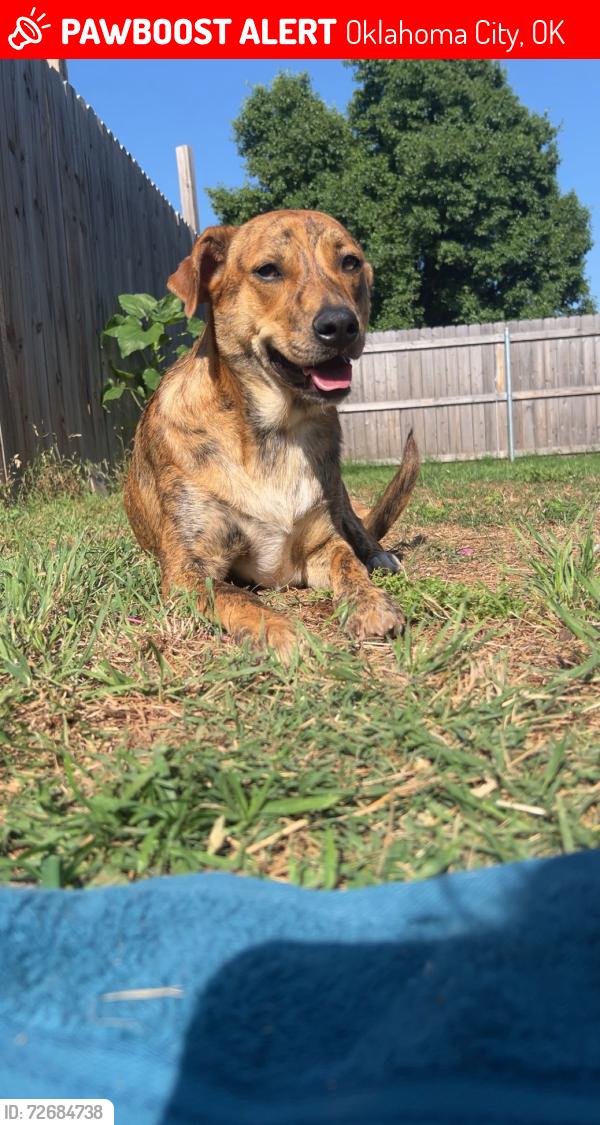 Lost Female Dog last seen Nw 105th and western Oklahoma City , Oklahoma City, OK 73114