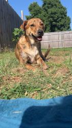 Lost Female Dog last seen Nw 105th and western Oklahoma City , Oklahoma City, OK 73114