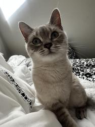 Lost Female Cat last seen Near S Birch St, Denver, CO 80246