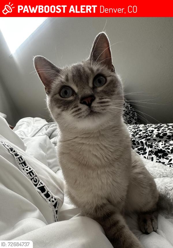 Lost Female Cat last seen Near S Birch St, Denver, CO 80246