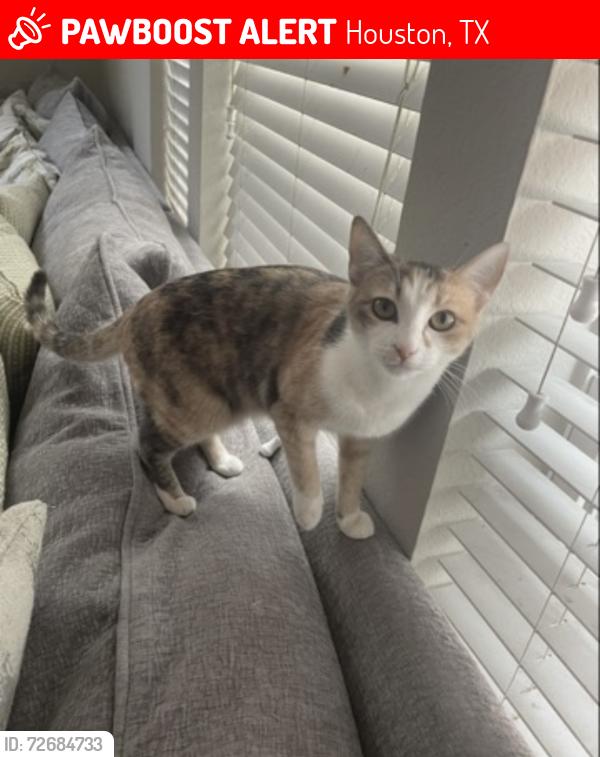 Lost Female Cat last seen Near , Houston, TX 77083
