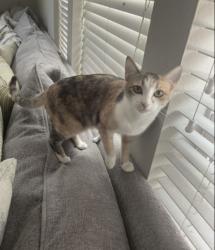 Lost Female Cat last seen Near , Houston, TX 77083
