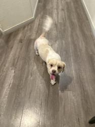 Found/Stray Unknown Dog last seen North commerce and centennial , North Las Vegas, NV 89084