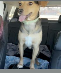 Lost Male Dog last seen Near North Atlantic and sea breeze , Daytona Beach, FL 32118