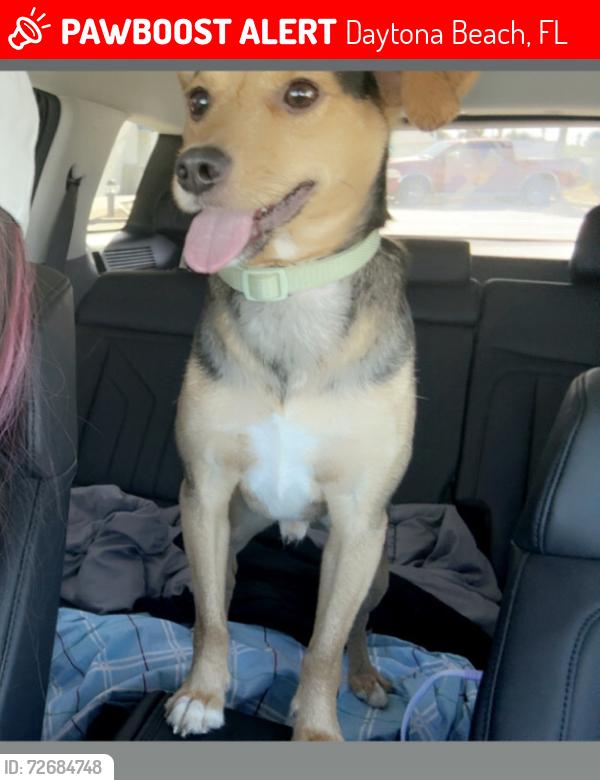Lost Male Dog last seen Near North Atlantic and sea breeze , Daytona Beach, FL 32118