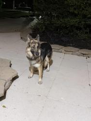Found/Stray Unknown Dog last seen Torch pine ct., The Woodlands, TX 77381