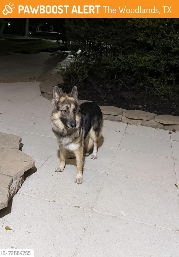 Found/Stray Unknown Dog last seen Torch pine ct., The Woodlands, TX 77381