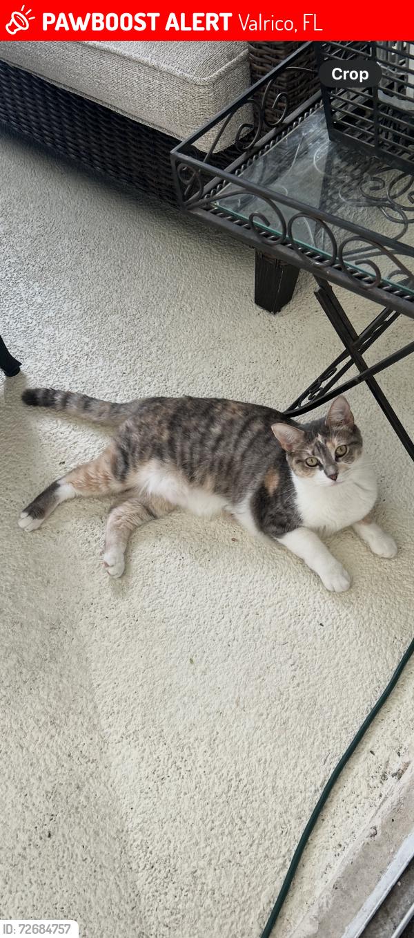 Lost Female Cat last seen Natures Way Blvd, Valrico, FL 33596