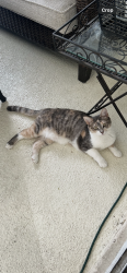 Lost Female Cat last seen Natures Way Blvd, Valrico, FL 33596