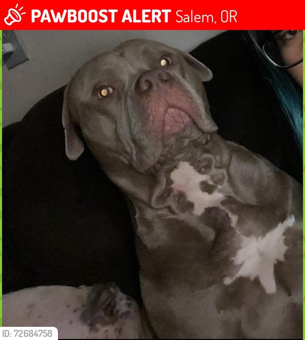 Lost Male Dog last seen Lancaster st and winema, Salem, OR 97305