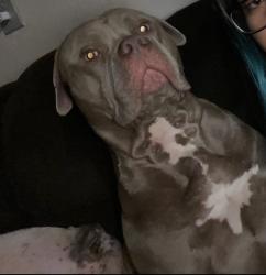 Lost Male Dog last seen Lancaster st and winema, Salem, OR 97305