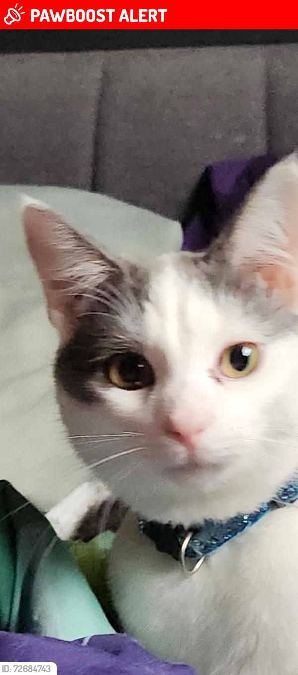 Lost Male Cat last seen Jarvis Road, Gloucester Township, NJ 08081