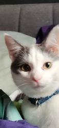 Lost Male Cat last seen Jarvis Road, Gloucester Township, NJ 08081