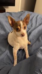Lost Male Dog last seen Linn lane, Las Vegas, NV 89110