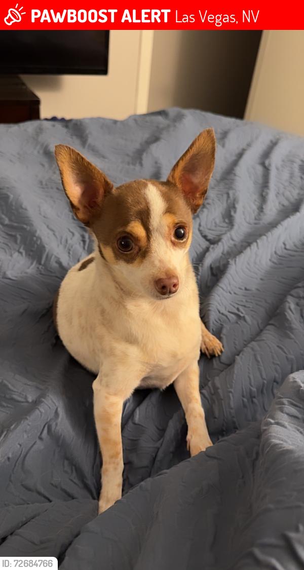 Lost Male Dog last seen Linn lane, Las Vegas, NV 89110