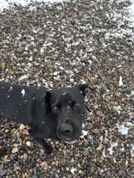 Lost Male Dog last seen Rd 3291, South River, NM 87410