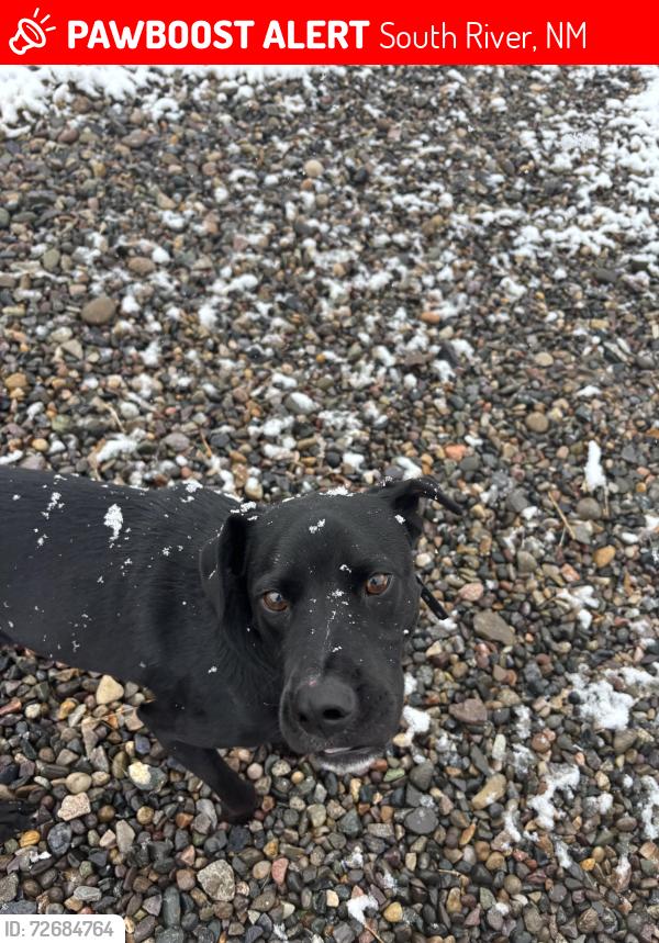 Lost Male Dog last seen Rd 3291, South River, NM 87410