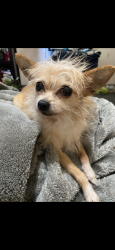 Lost Female Dog last seen Lancaster st and winema, Salem, OR 97305