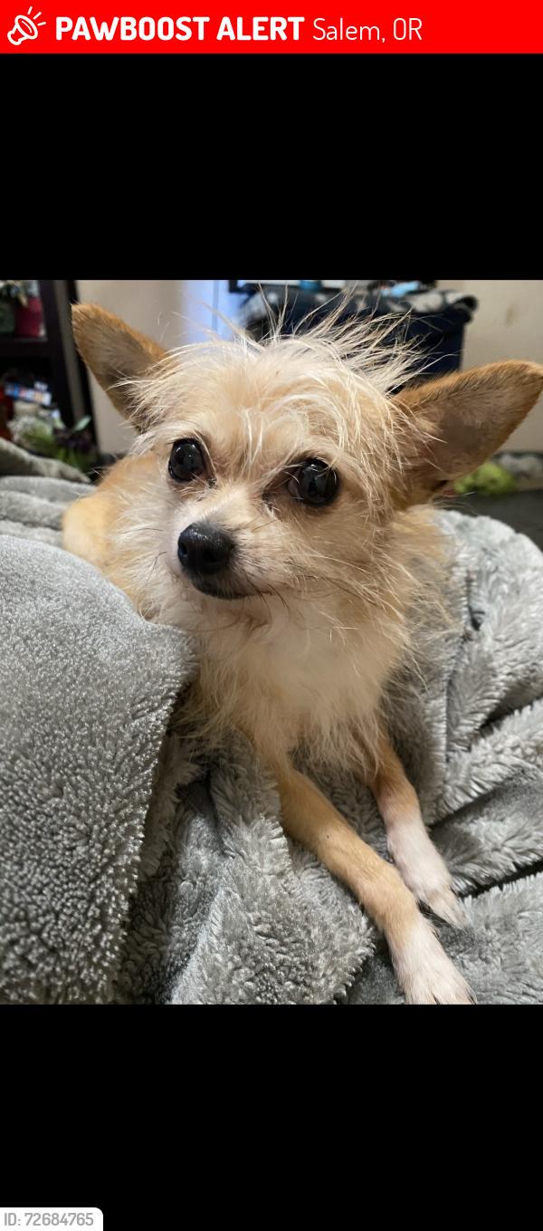 Lost Female Dog last seen Lancaster st and winema, Salem, OR 97305