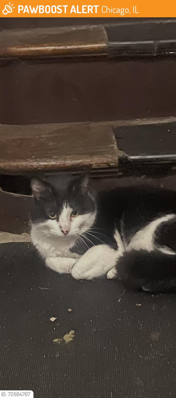 Found/Stray Unknown Cat last seen Damen and 38th street, Chicago, IL 60609