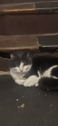 Found/Stray Unknown Cat last seen Damen and 38th street, Chicago, IL 60609