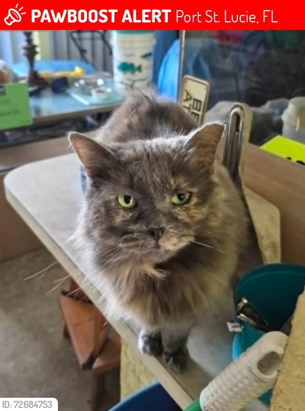 Lost Female Cat last seen Sumner & Merrill, Port St. Lucie, FL 34952