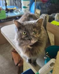 Lost Female Cat last seen Sumner & Merrill, Port St. Lucie, FL 34952
