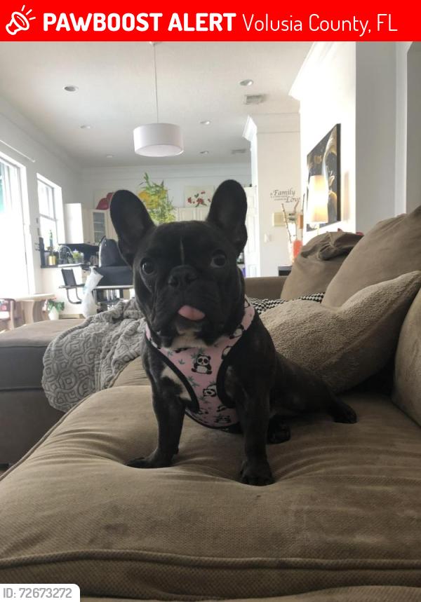 Lost Female Dog last seen idk, DeLand, FL 32720